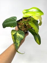 Load image into Gallery viewer, Philodendron Bipennifolium Violin Variegated E