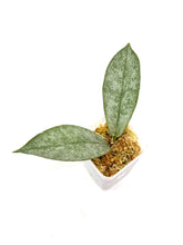 Load image into Gallery viewer, Hoya Mitrata Silver F