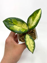 Load image into Gallery viewer, Hoya Carnosa ‘Krimson Princess’