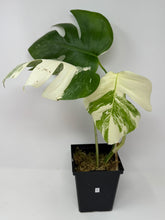 Load image into Gallery viewer, Monstera Deliciosa Albo Variegated F