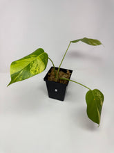 Load image into Gallery viewer, Monstera Deliciosa Aurea Variegated F