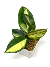 Load image into Gallery viewer, Hoya Carnosa ‘Krimson Princess’