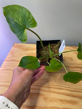 Load image into Gallery viewer, 40. Homalomena Rubescens Variegated (reverted)
