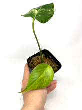 Load image into Gallery viewer, Monstera Deliciosa Aurea Variegated E