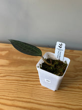 Load image into Gallery viewer, 304. Hoya Macrophylla ‘Pot of Gold’