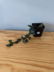 349. Hoya Lacunosa
