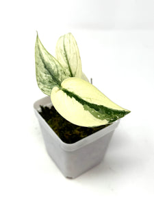 Scindapsus Mayari Variegated G