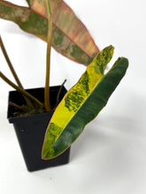 Load image into Gallery viewer, Philodendron Billietiae Variegated A