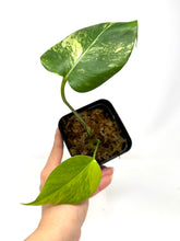 Load image into Gallery viewer, Monstera Deliciosa Aurea Variegated E