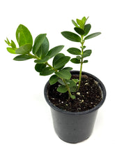 Load image into Gallery viewer, Hoya Densifolia