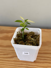 Load image into Gallery viewer, 348. Hoya Multiflora White Margins Variegated