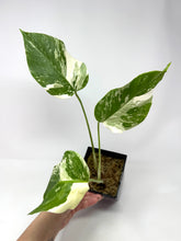 Load image into Gallery viewer, Monstera Deliciosa Albo Variegated K
