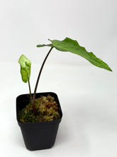 Load image into Gallery viewer, Syngonium Podophyllum ‘Jade Magic’