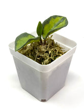 Load image into Gallery viewer, Hoya Carnosa ‘Argentea Princess’ K