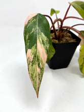 Load image into Gallery viewer, Philodendron Strawberry Shake