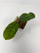 Load image into Gallery viewer, Hoya Clemensiorum cv. Lira