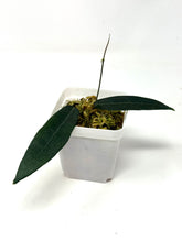 Load image into Gallery viewer, Hoya Hypolasia