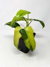 Load image into Gallery viewer, Philodendron Bipennifolium Violin Variegated E
