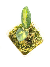 Load image into Gallery viewer, Hoya Carnosa ‘Argentea Princess’ B