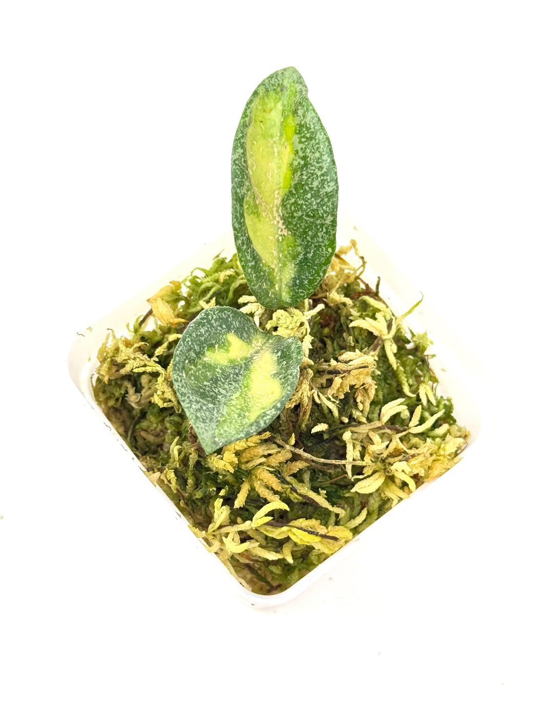 Hoya Carnosa ‘Argentea Princess’ B