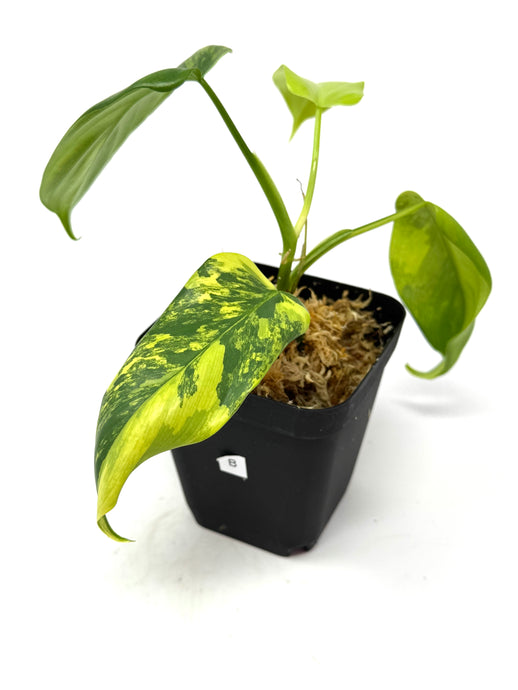 Philodendron Bipennifolium Violin Variegated B