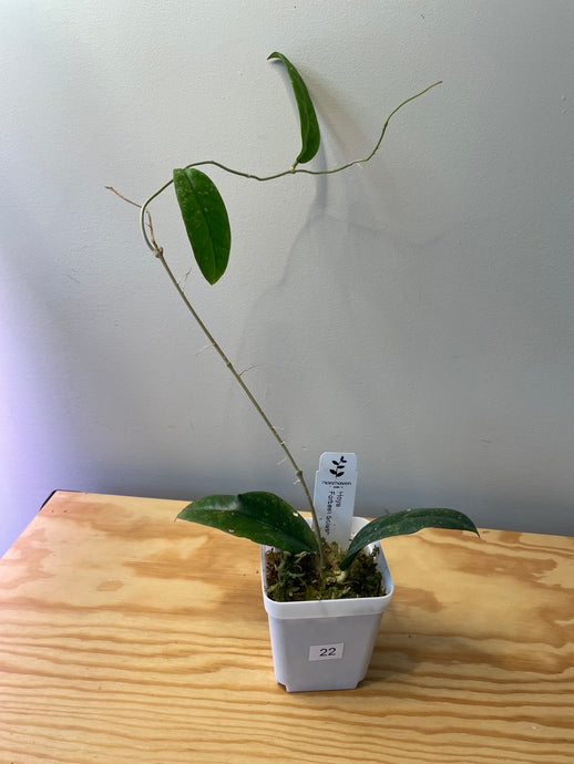 22. Hoya Forbesii Splash