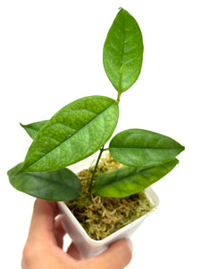 Hoya Campanulata