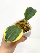 Load image into Gallery viewer, Hoya Pachyclada Albo Variegated
