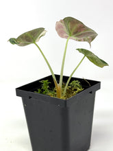 Load image into Gallery viewer, Alocasia Black Velvet Variegated B