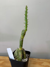 Load image into Gallery viewer, 130. Opuntia Sunburst (Ships within Canada only)