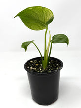 Load image into Gallery viewer, Monstera Deliciosa Mint Variegated