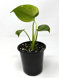 Monstera Deliciosa Mint Variegated