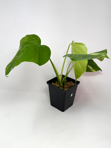 Monstera Deliciosa Aurea Variegated D