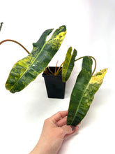 Load image into Gallery viewer, Philodendron Billietiae Variegated A