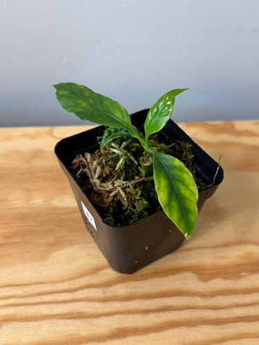 87. Hoya Multiflora White Margins Variegated