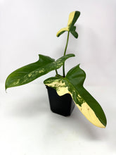 Load image into Gallery viewer, Philodendron Bipennifolium Violin Variegated