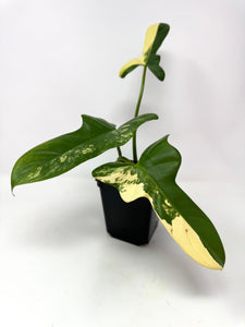Philodendron Bipennifolium Violin Variegated