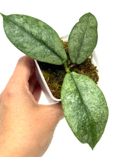 Load image into Gallery viewer, Hoya Mitrata Silver F