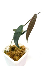 Load image into Gallery viewer, Hoya Brassii