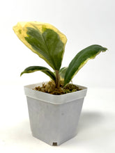 Load image into Gallery viewer, Hoya Incrassata Albo Variegated