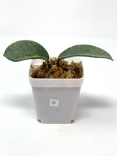 Load image into Gallery viewer, Hoya Carnosa ‘Argentea Princess’ D