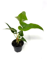 Load image into Gallery viewer, Anthurium Corong x Villenaorum