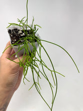 Load image into Gallery viewer, Rhipsalis Burchellii- Ships within Canada only