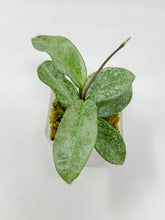 Load image into Gallery viewer, Hoya Carnosa Grey Ghost A