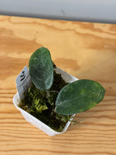 Load image into Gallery viewer, 181. Hoya Carnosa Nova Ghost