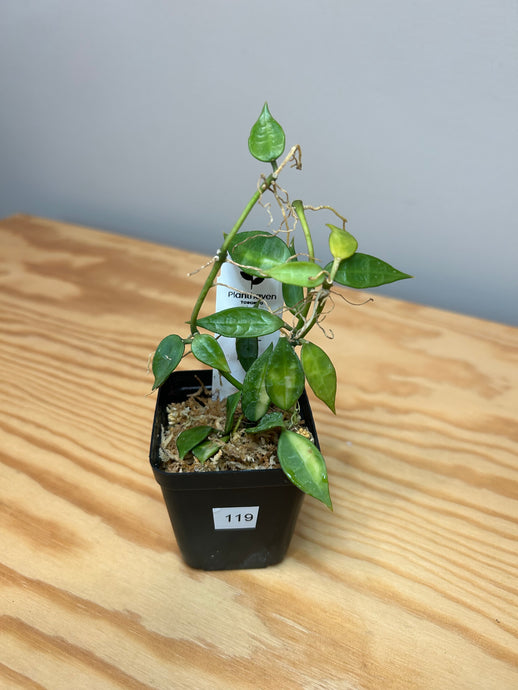 119. Hoya Lacunosa Variegated