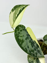 Load image into Gallery viewer, Scindapsus Mayari Variegated B