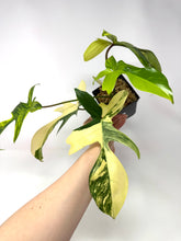 Load image into Gallery viewer, Philodendron Florida Beauty G