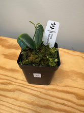 Load image into Gallery viewer, 17. Hoya Rotundiflora