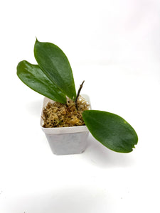 Hoya Vorapol